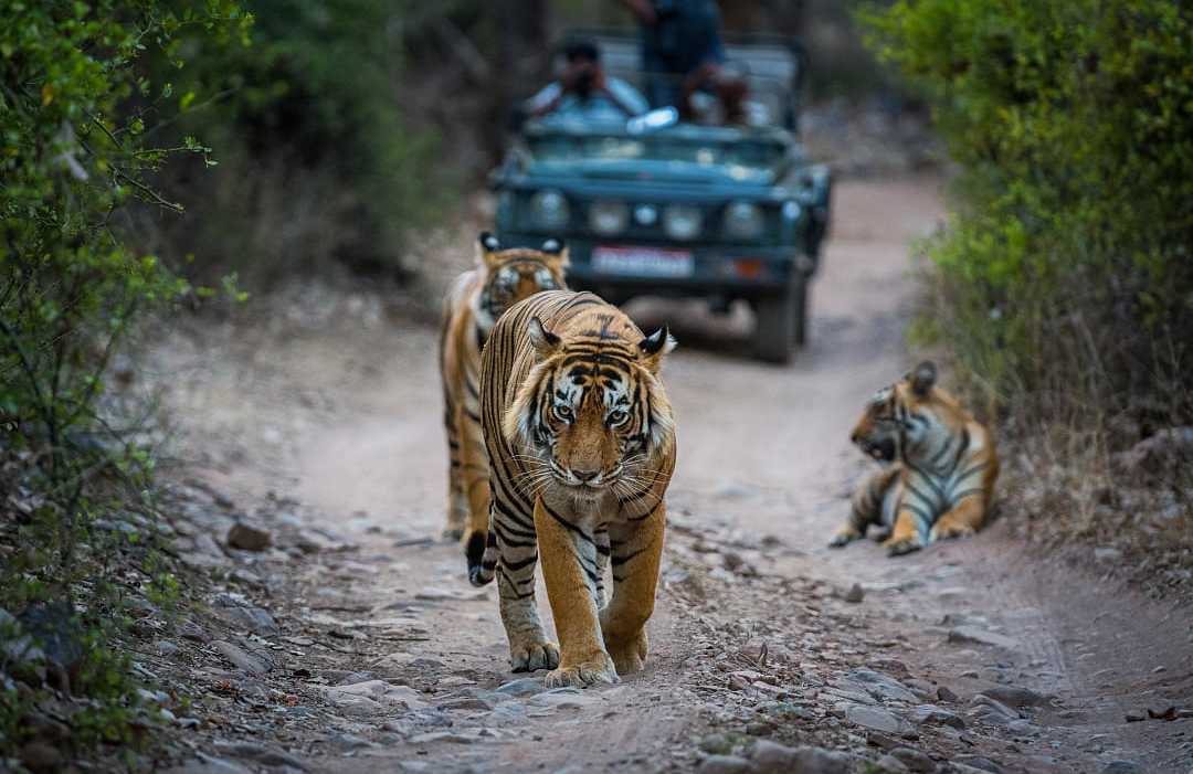 Bengal tiger walking along forest trail in Ranthambore National Park as safari vehicle follows behind