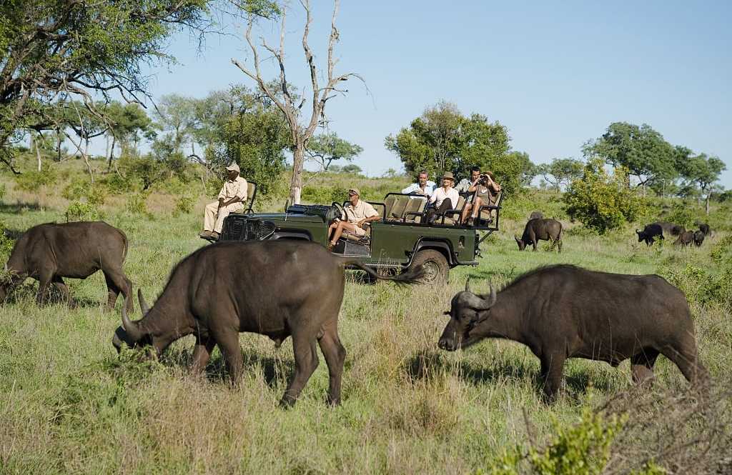 On safari in Kruger National Park, South Africa