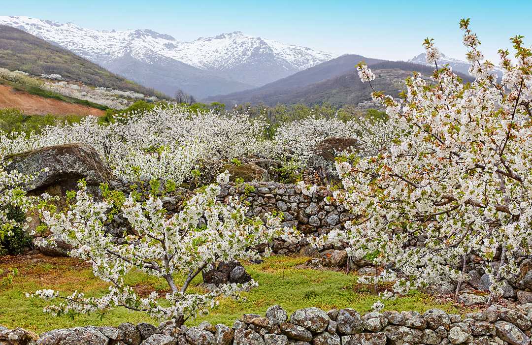 Cherry Blossoms in Jerte Valley, Spain