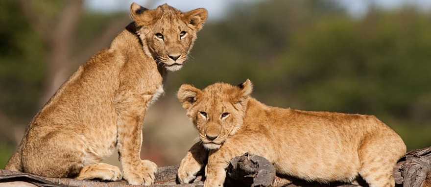 Lions cubs in the savanna in Kenya Lions cubs in the savanna in Kenya