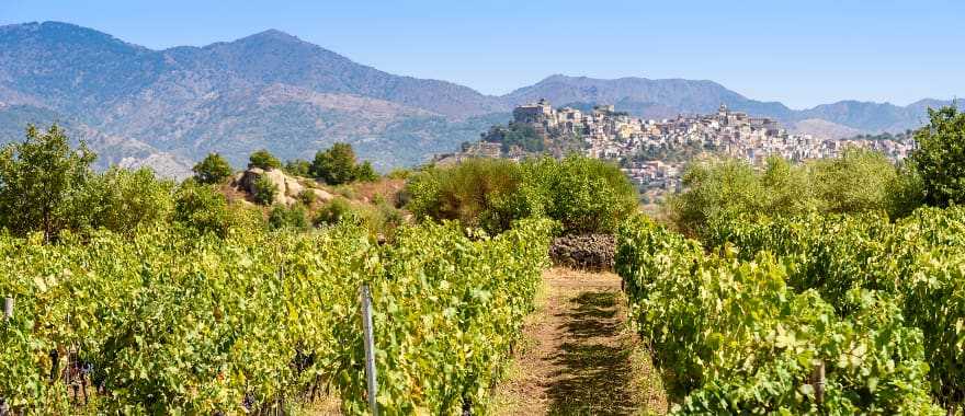 Vineyards in Sicily, Italy